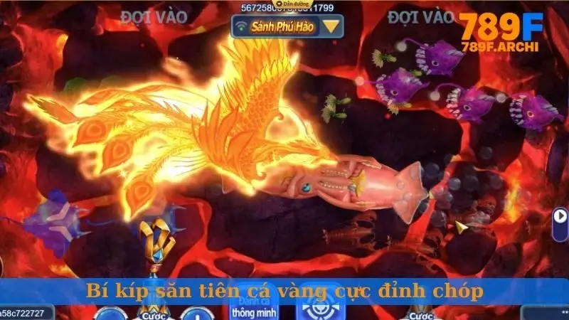 Bí kíp săn tiên cá vàng cực đỉnh chóp