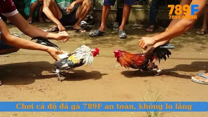 Chơi cá độ đá gà 789F an toàn, không lo lắng